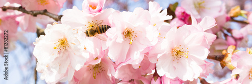 Obraz na płótnie ogród japoński pyłek ogród