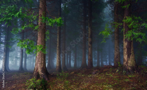 Fototapeta drzewa pejzaż las ciemność