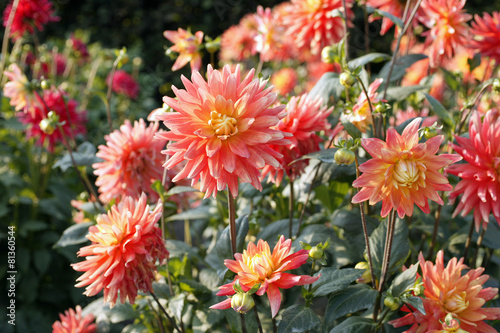 Fotoroleta ogród dalia park kwiat