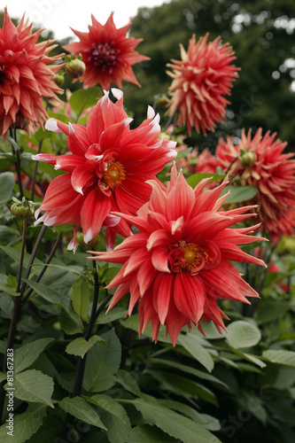 Fotoroleta park kwiat ogród dalia kardynalny