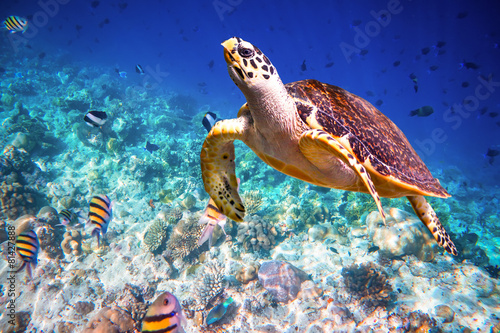 Fotoroleta tropikalny koral podwodne żółw