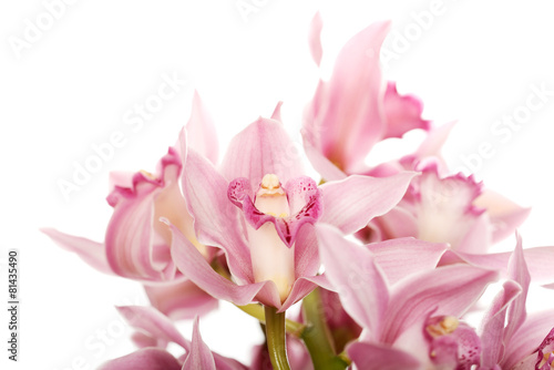 Fotoroleta roślina świeży kwitnący kwiat