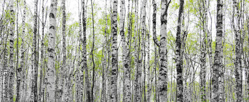 Fototapeta szwecja las świeży brzoza