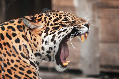 Fototapeta kot zwierzę ciało natura safari