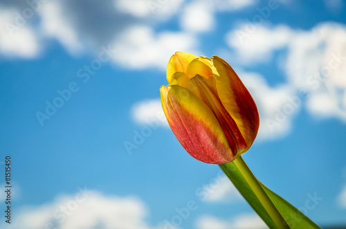 Naklejka tulipan niebo kwiat natura