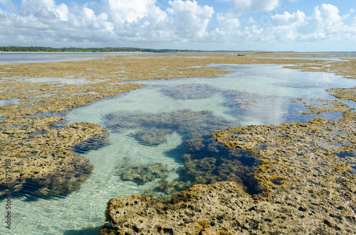 Fototapeta koral pejzaż brazylia wybrzeże