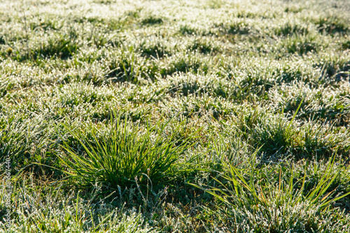 Fotoroleta natura łąka świeży