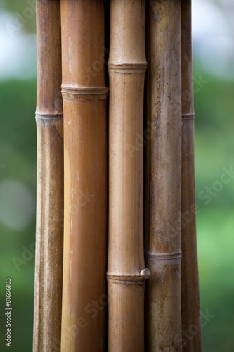 Fotoroleta gałązka orientalne bambus natura dżungla