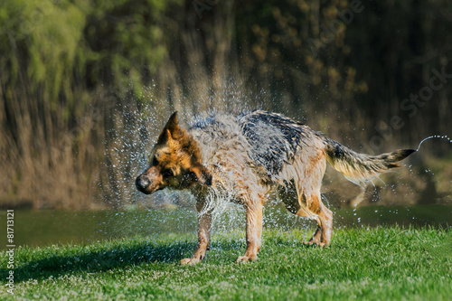 Fotoroleta Niemiecki wilczur otrząsa się z wody