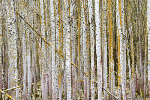 Fototapeta las drzewa natura jesień roślina