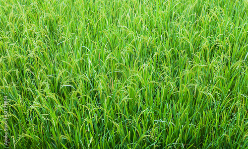 Fototapeta świeży jedzenie żniwa trawa