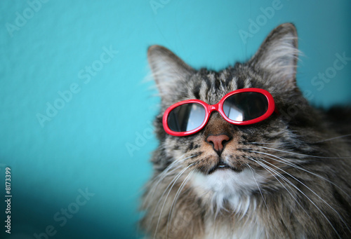 Fotoroleta zabawa zwierzę słońce ładny kot