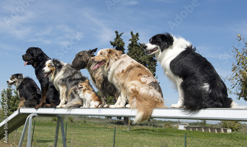 Obraz na płótnie Psy na szkoleniu