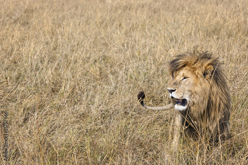 Plakat mężczyzna lew ssak safari park