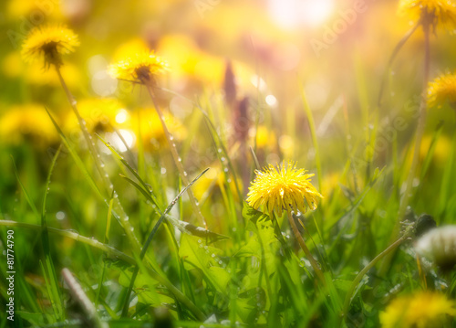 Fotoroleta wiejski kwiat piękny trawa