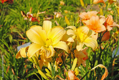 Fototapeta kwiat ogród lato