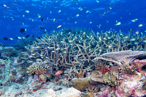 Fototapeta wyspa piękny podwodne morze