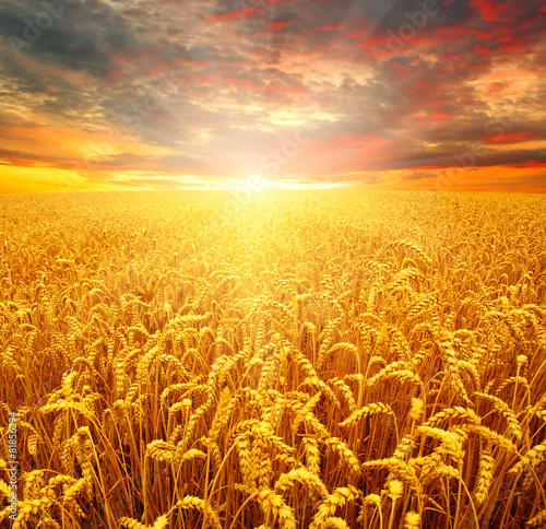 Obraz na płótnie niebo pszenica zboże pole