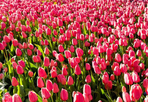Naklejka pejzaż natura kwiat park tulipan