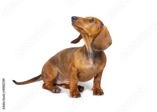 Fotoroleta ładny zwierzę pies ssak