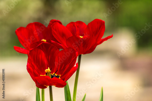 Obraz na płótnie ogród piękny kwiat