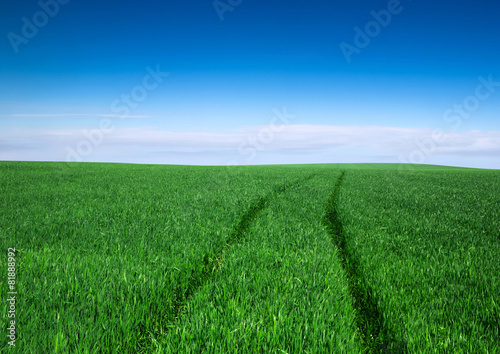 Fotoroleta łąka wiejski niebo natura roślina