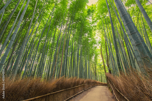 Naklejka tropikalny bambus ścieżka roślina spokojny
