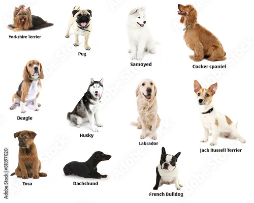 Plakat zwierzę szczenię yorkshire pies kolaż