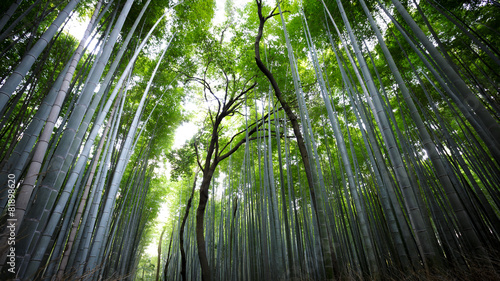Fotoroleta azja japonia drzewa tropikalny