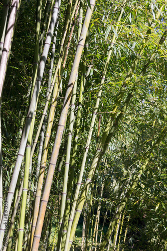 Fotoroleta dżungla las bambus roślina