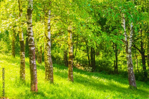 Obraz na płótnie lato las drzewa