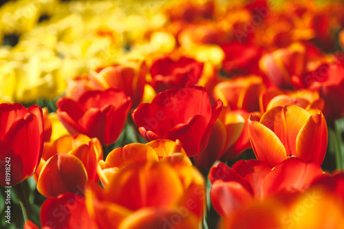 Fotoroleta amsterdam holandia tulipan