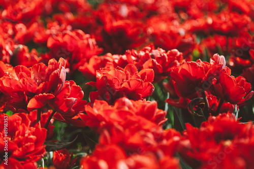 Plakat rolnictwo tulipan kwitnący piękny natura