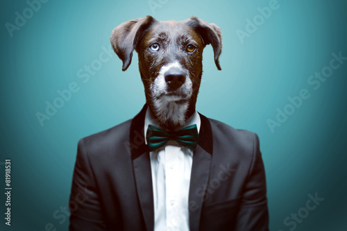 Naklejka kundel portret pies zwierzę rasa