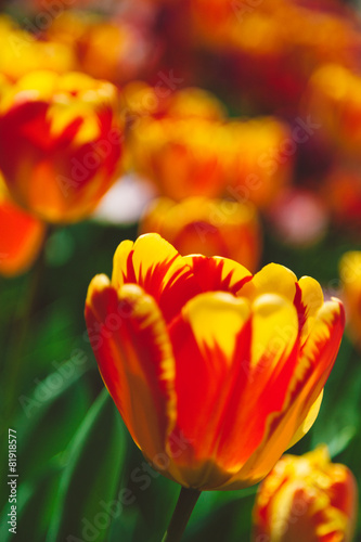 Fototapeta ogród holandia łąka roślina tulipan