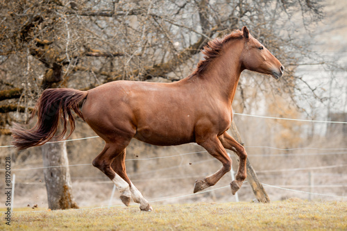 Fototapeta koń galopujący dziki