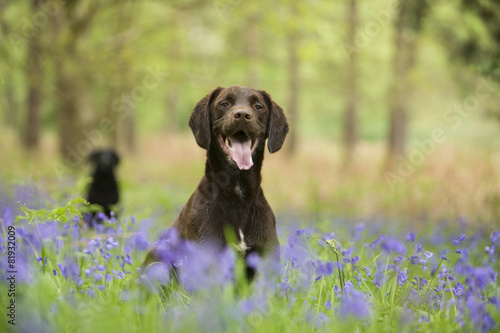 Fotoroleta Psy na łące w kwiatach