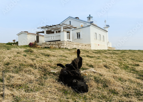 Fotoroleta Czarny pies bawiący się na łące
