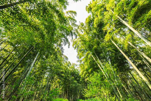 Fototapeta zen chiny pejzaż las