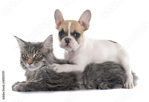 Fotoroleta kot pies szczenię zwierzę