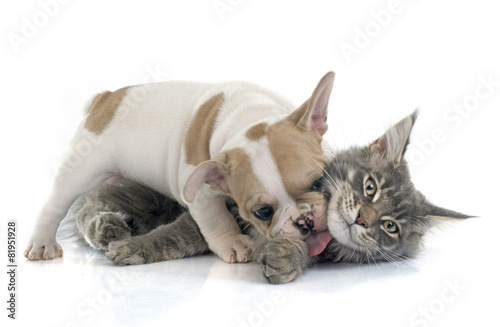 Plakat szczenię zwierzę pies kot