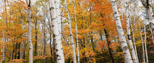 Naklejka las jesień brzoza sezon