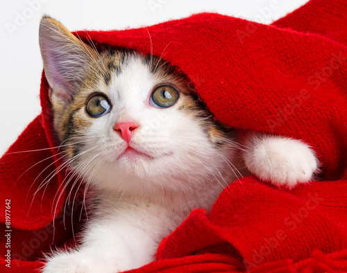 Obraz na płótnie Kociak w czerwonym szaliku