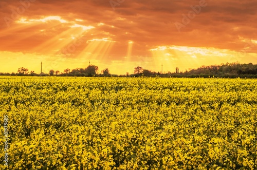Fototapeta roślina rolnictwo natura niebo