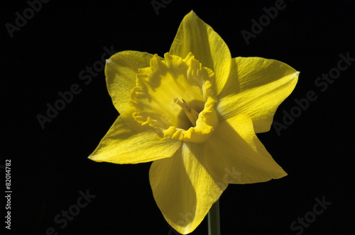 Plakat kwiat narcyz wolny still-life zwolniony