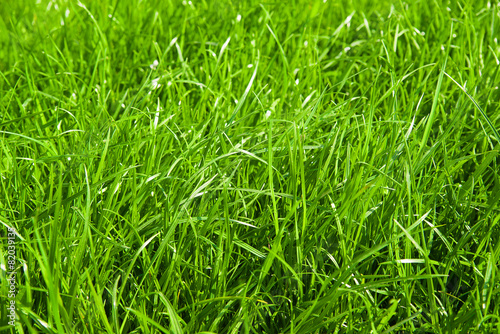 Fototapeta pole łąka trawa