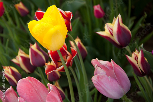 Naklejka roślina natura kwiat tulipan