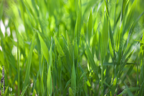 Obraz na płótnie roślina pole łąka lato natura