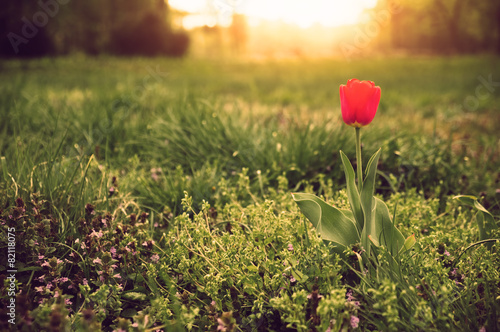 Fototapeta roślina świeży tulipan