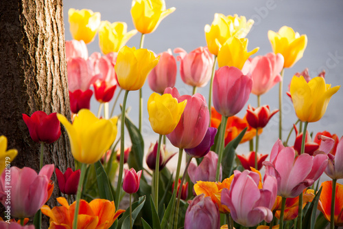 Fotoroleta tulipan roślina kwiat natura czerwony